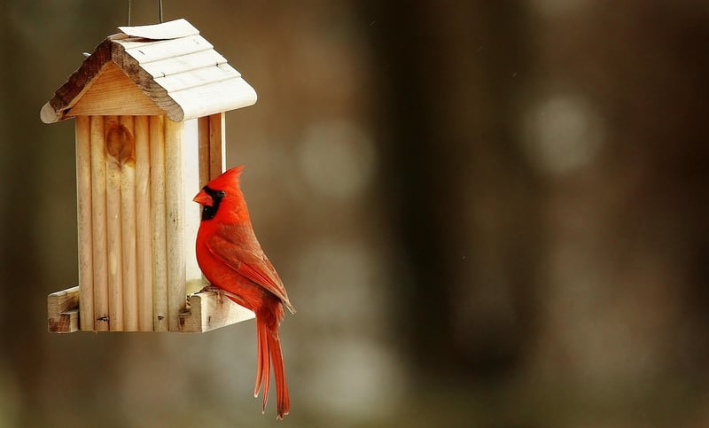 Enchanted Birdhouses