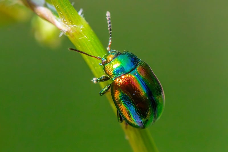 Magical Pest Control