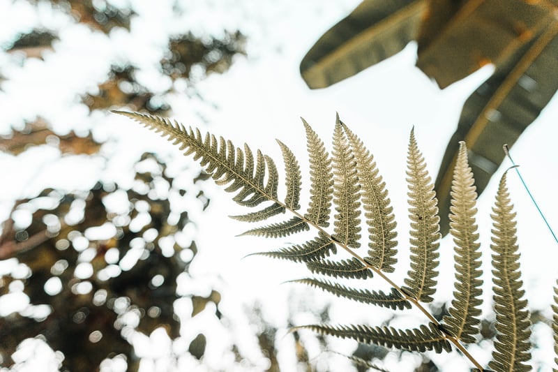 Magical Garden Plants