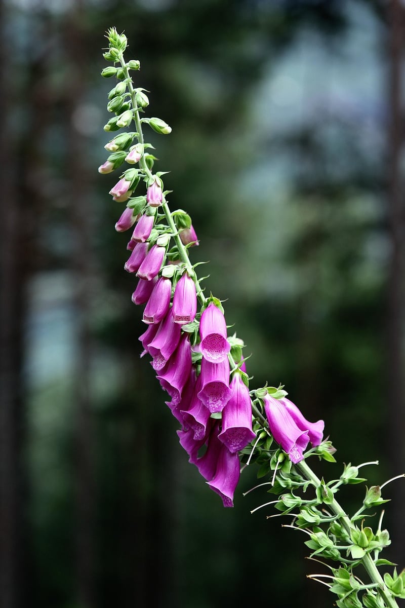 Fairy Foxglove