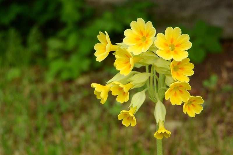 Enchanted Evening Primrose