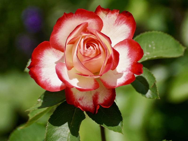 Rose Plant