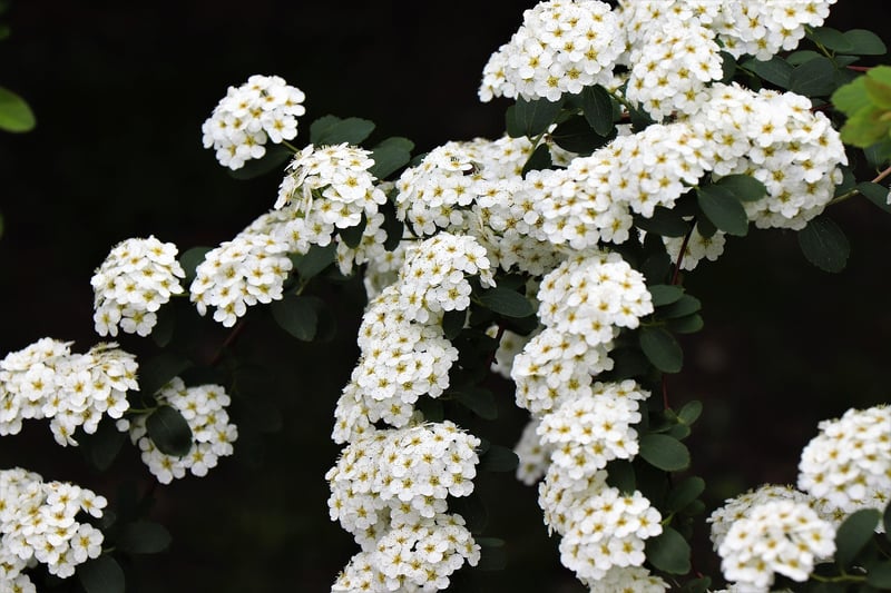 Rainbow Fizz Spirea